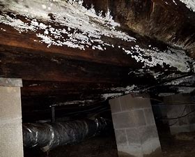 Moldy crawlspace